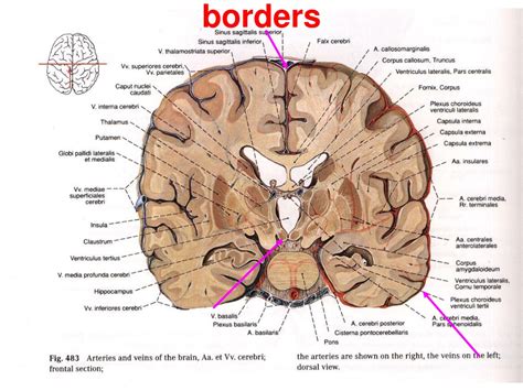 Ppt Cerebral Longitudinal Fissure Powerpoint Presentation Free