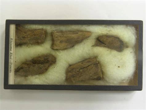 Ревень, род Ревень. Rheum 1948 г.