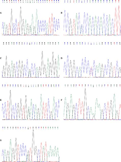 Sequence Chromatogram Of The Seven Novel Mutations A C2059ga Download Scientific Diagram