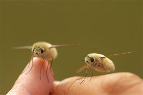 キモイ可愛い?! きもかわいい虫たち（昆虫画像50枚） | ailovei | Weird animals, Weird creatures, Insects