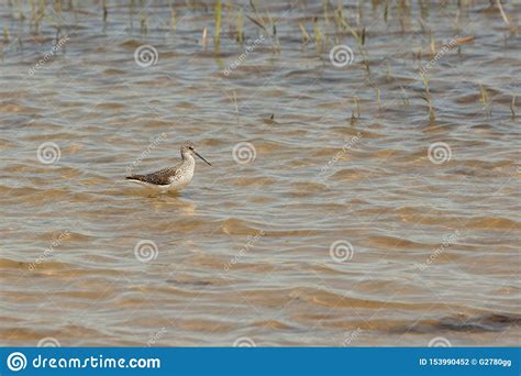 Tringa Stagnatilis is a Bird Species of the Snipe Family Scolopacidae ...