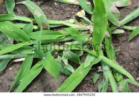 Wild Digitaria Sanguinalis Grows Field Like Stock Photo (Edit Now ...