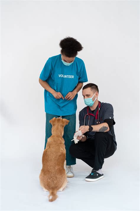 Common Health Issues Detected During Wellness Exams - Animal's Eye Vets