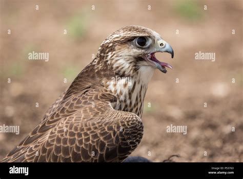 Peregrine Falcon Hunting Hi Res Stock Photography And Images Alamy