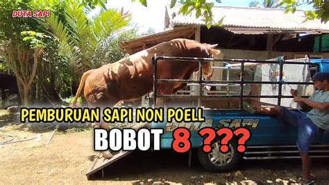 PEMBURUAN SAPI NON POEL CALON SUPER YouTube