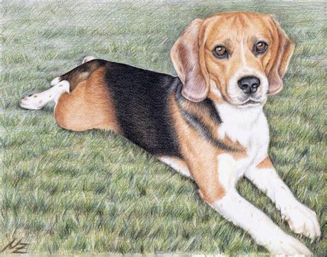 Beagle Dog Drawing At Getdrawings Free Download