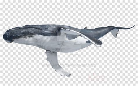 Download High Quality whale logo transparent Transparent PNG Images ...