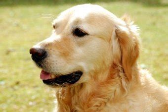 Golden_Retriever perro | Wikifaunia, tu enciclopedia de animales