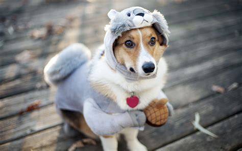 Funny Pet Wallpapers - Top Free Funny Pet Backgrounds - WallpaperAccess