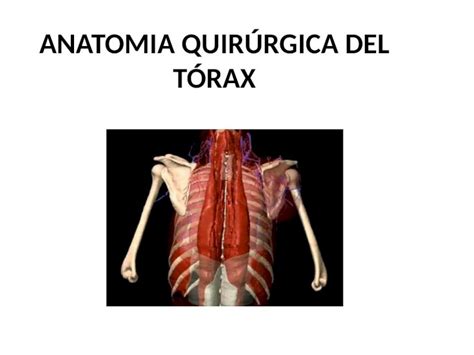 Pptx Anatomia Del Craneo Y Torax Dokumen Tips Hot Sex Picture