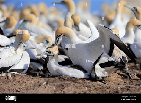 Cape Gannet Morus Capensis Pair Mating In Bird Colony Social