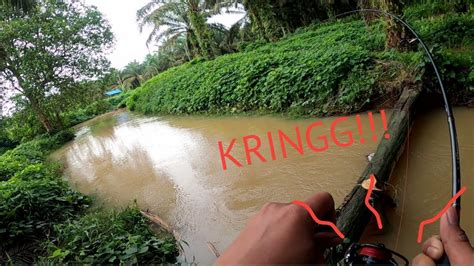 Joranku Melengkung Tajam Di Hajar Ikan Hampala Ini Mancing Hampala