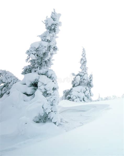 Winter Landscape of Snowy Pine Trees Stock Photo - Image of ornament ...