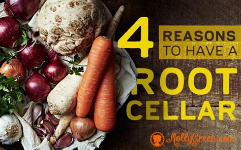 How to Build a Root Cellar : 4 Different Types - Molly Green