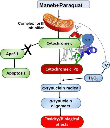 Scheme Role Of Cytochrome C As Peroxidase In Synuclein Radical