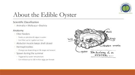 Oyster Basics 101