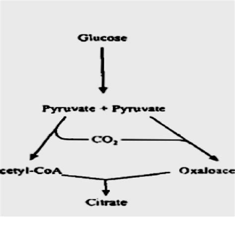 Citrate Synthesis Metabolic Pathway From Glucose By The Involvement Of