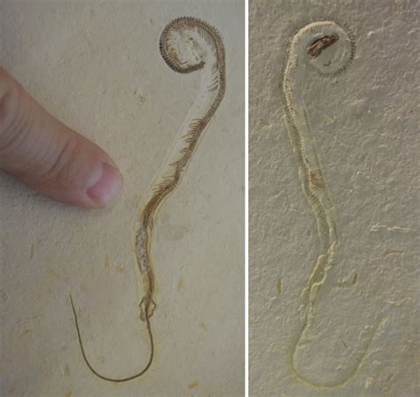 Famous Discovery of Four-Legged Snake Fossil Turns Out to Have a Twist ...