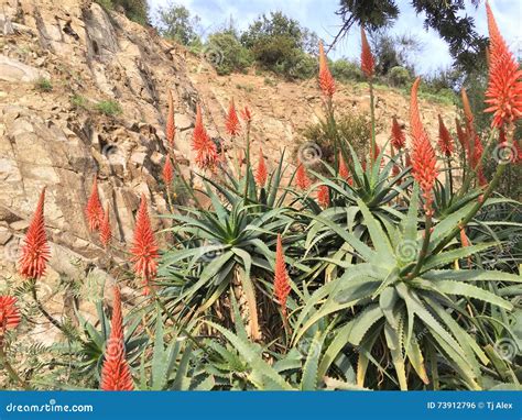 Wild Flowers in Santiago Chile Stock Photo - Image of mountain, flowers: 73912796