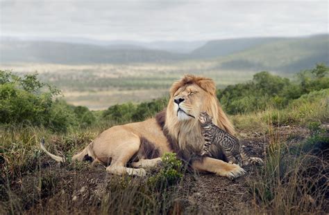 Wallpaper Landscape Nature Grass Lion Hills Wildlife Africa