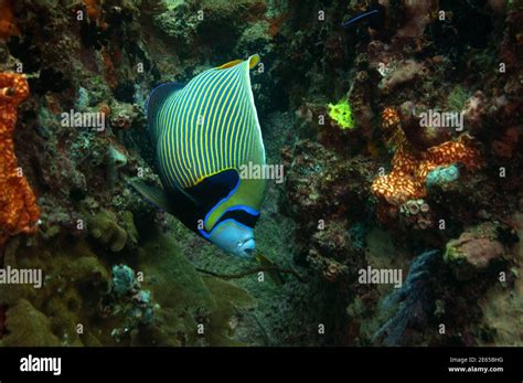 The Emperor Angelfish Pomacanthus Imperator Stock Photo Alamy