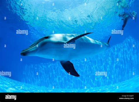 Dolphin Swims Under The Water Stock Photo Alamy