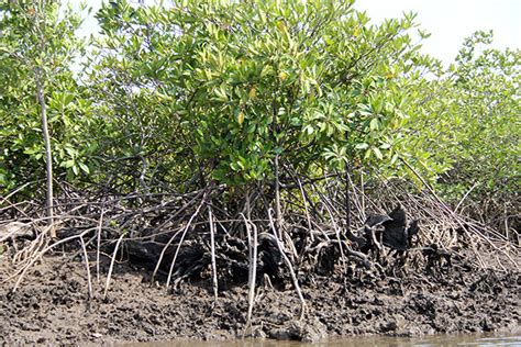 An Ecological Mystery Black Mangroves: Are They Good or Bad for Texas ...