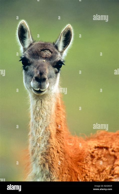 Portrait Guanako Huanako Lama guanicoe Guanaco Stock Photo - Alamy