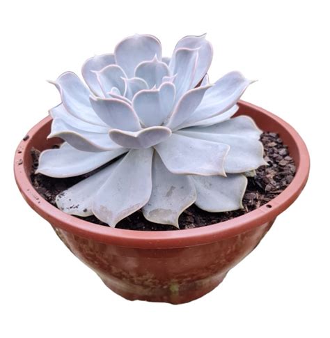 Suculenta Echeveria Lilacina Cuia Verde Amor Jardinagem