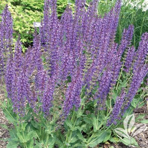 May Night Salvia Salvia X Sylvestris May Night Magnolia Gardens