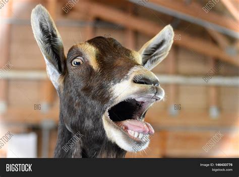 Very Happy Goat Farm Image & Photo (Free Trial) | Bigstock