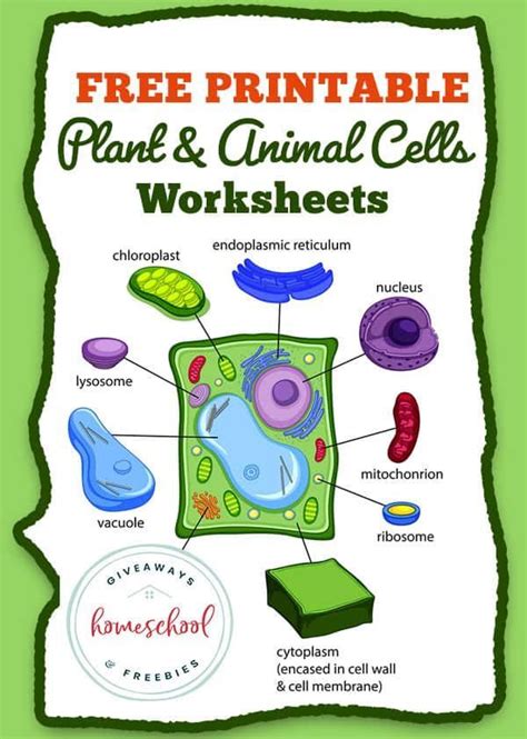 Plant Cell Worksheet Online