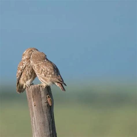 Little Owl - Facts, Diet, Habitat & Pictures on Animalia.bio