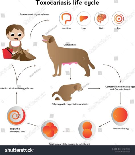 Toxocara Canis Life Cycle