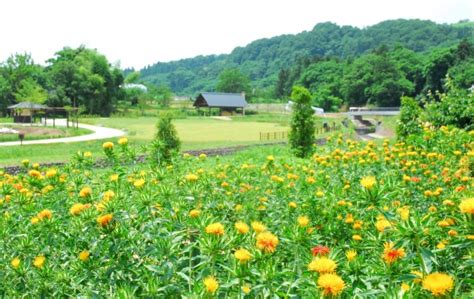 花開く山形の花・紅花｜やまがたへの旅 山形県の公式観光・旅行情報サイト