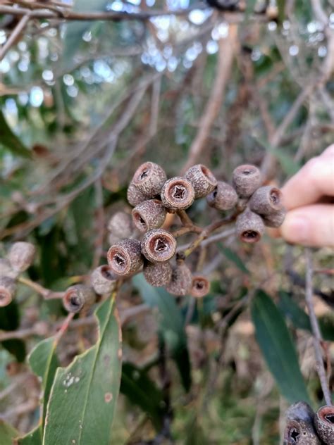 brown top stringybark  anglesea vic  australia  august