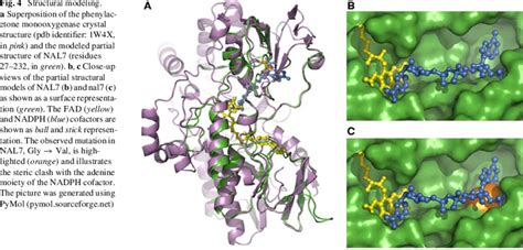 Structural modeling. a Superposition of the phenylacetone monooxygenase ...