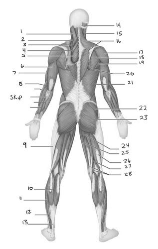 Exam 4 Anatomy And Physiology Flashcards Quizlet