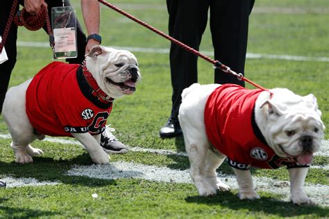 Uga XI, a puppy named Boom, was introduced at the Georgia spring game