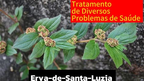 Erva De Santa Luzia Euphorbia Hirta Descubra Seus Benef Cios Youtube