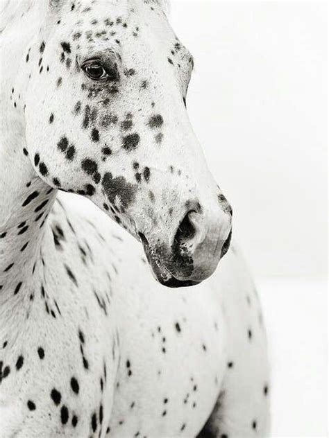 Beautiful White Horse With Black Spots Animals Pinterest