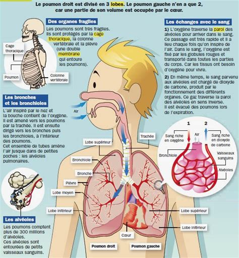 Les Effets Du Tabac Sur L Appareil Respiratoire