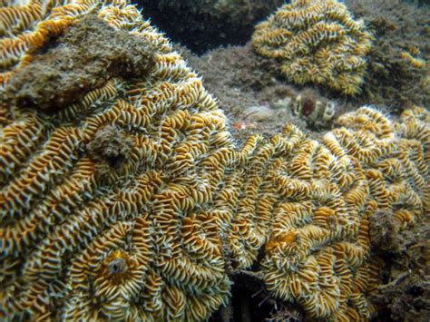 Meandrina meandrites stock image. Image of reef, macro - 215696569