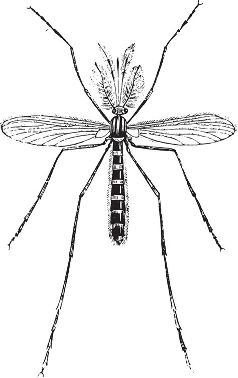 Cousinvintage Engraving Illustration Cousin Zoology Vector