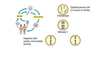 Animation: Meiosis | Pearson+ Channels