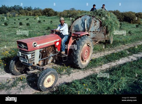 Farmers Using Old Massey Ferguson Tractor And Trailer Harvesting Hay Or Hay Making Northern