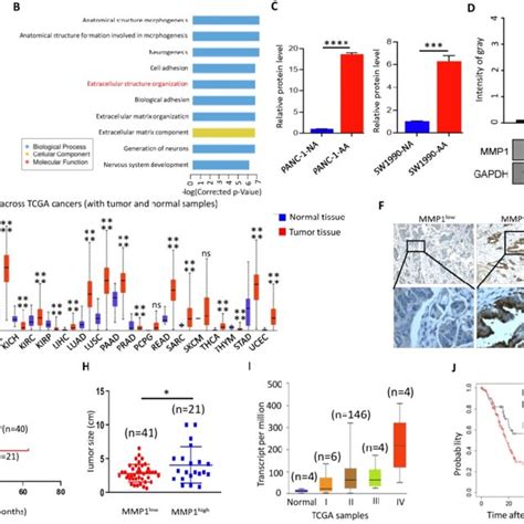 Mmp Expression Level Was Increased In Acidosis Adapted Pdac Cell A