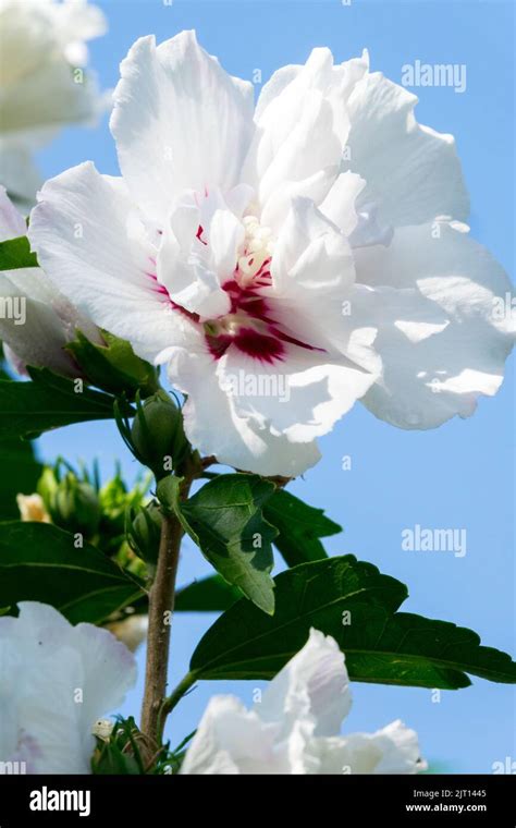 Hibiscus Syriacus Speciosus White Hibiscus Speciosus Flower Roses