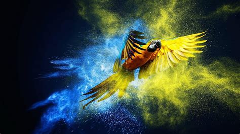 Parrot Cool Parrot HD Wallpaper Pxfuel