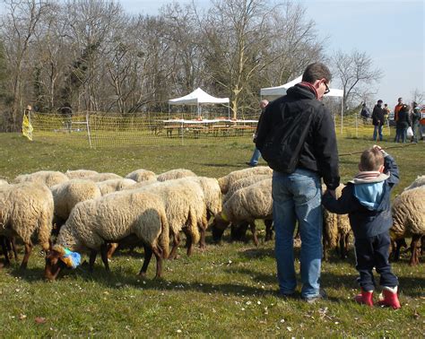 Retour sur la transhumance de printemps Nature en ville à Cergy Pontoise